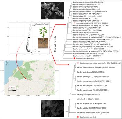 Plant-growth-promoting bacteria from rhizosphere of Chilean common bean ecotype (Phaseolus vulgaris L.) supporting seed germination and growth against salinity stress